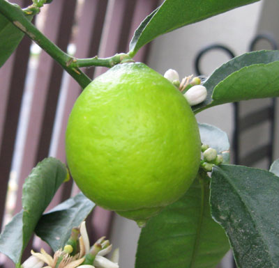 Lime Essential Oil